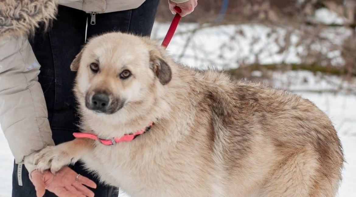 Chiens à adopter